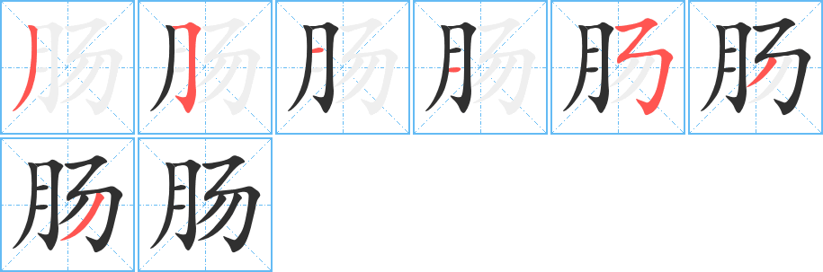 《肠》的笔顺分步演示（一笔一画写字）