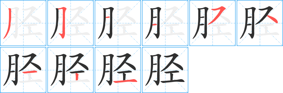 《胫》的笔顺分步演示（一笔一画写字）