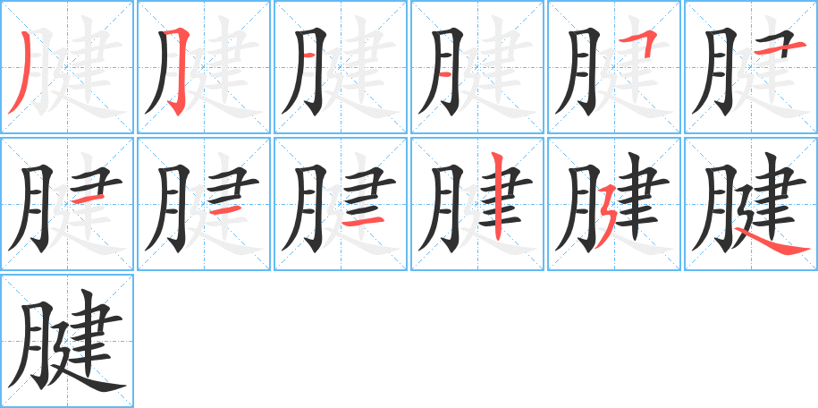 《腱》的笔顺分步演示（一笔一画写字）